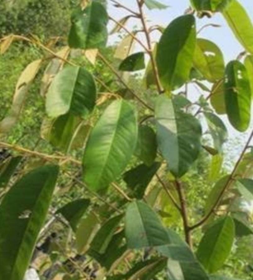 Durio testudinarius — related species from the same genus