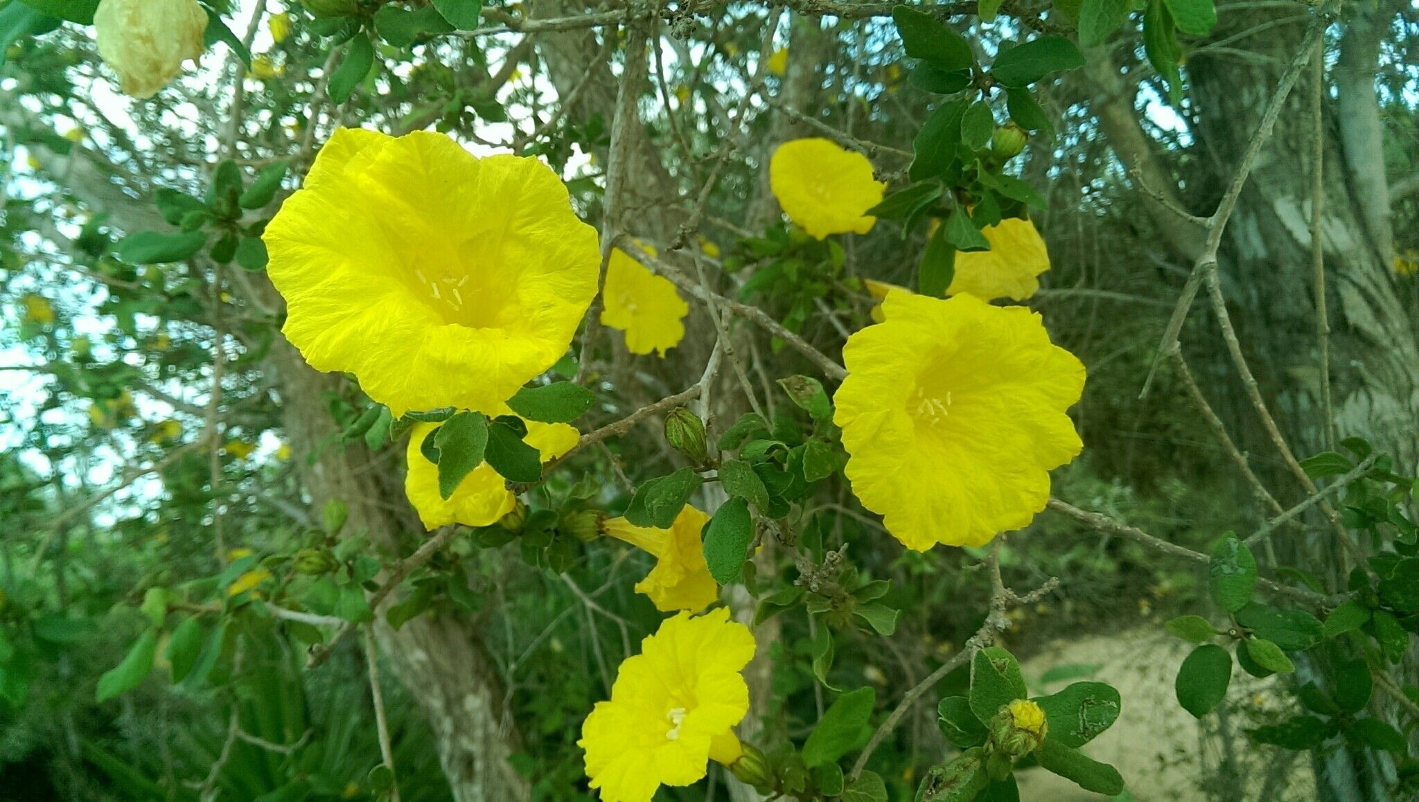 Cordia mairei — houseplant care guide