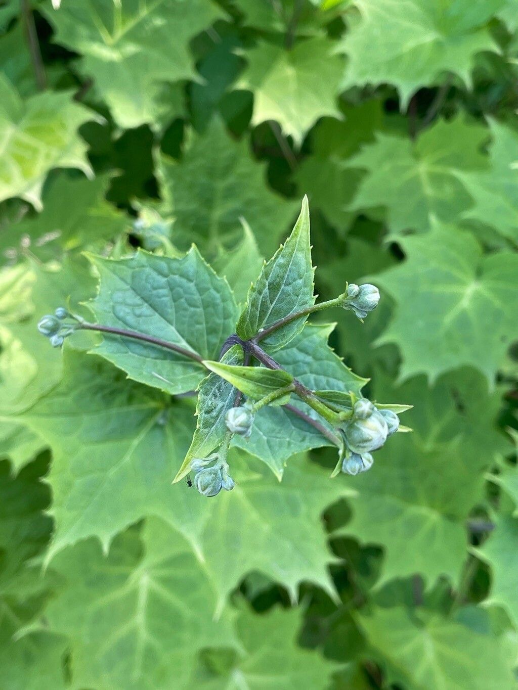 Kirengeshoma palmata flower