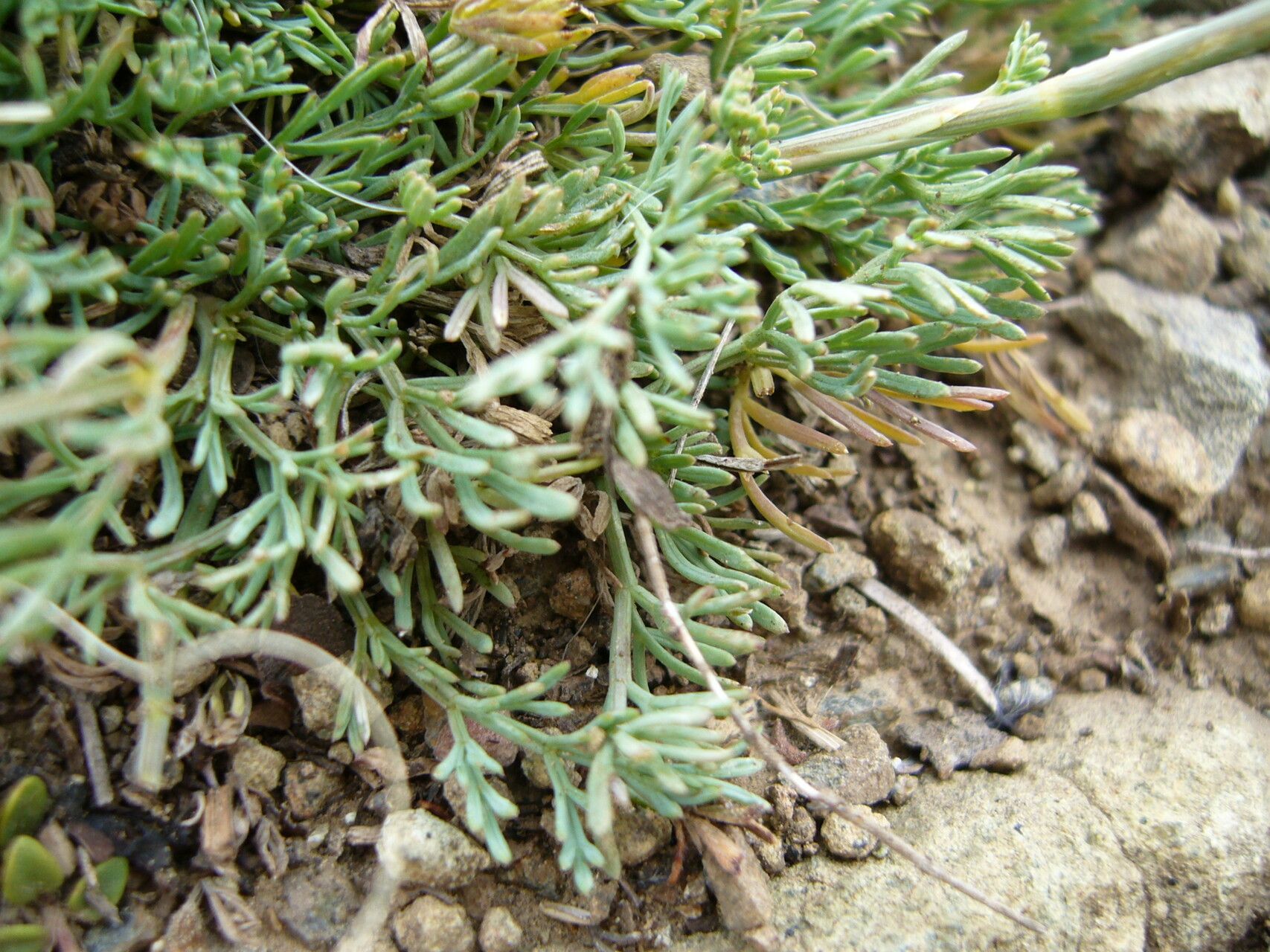 Seseli hippomarathrum leaf