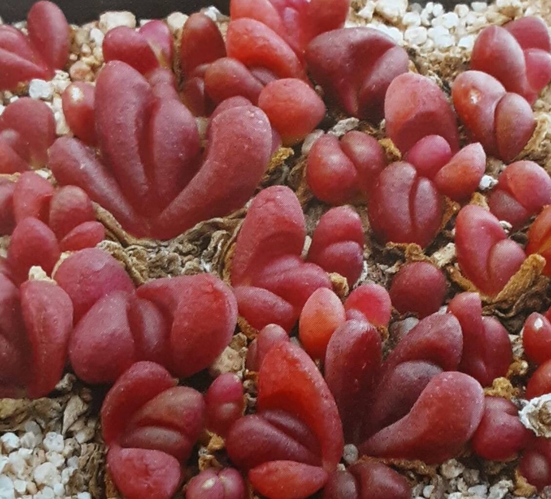 Glottiphyllum neilii other