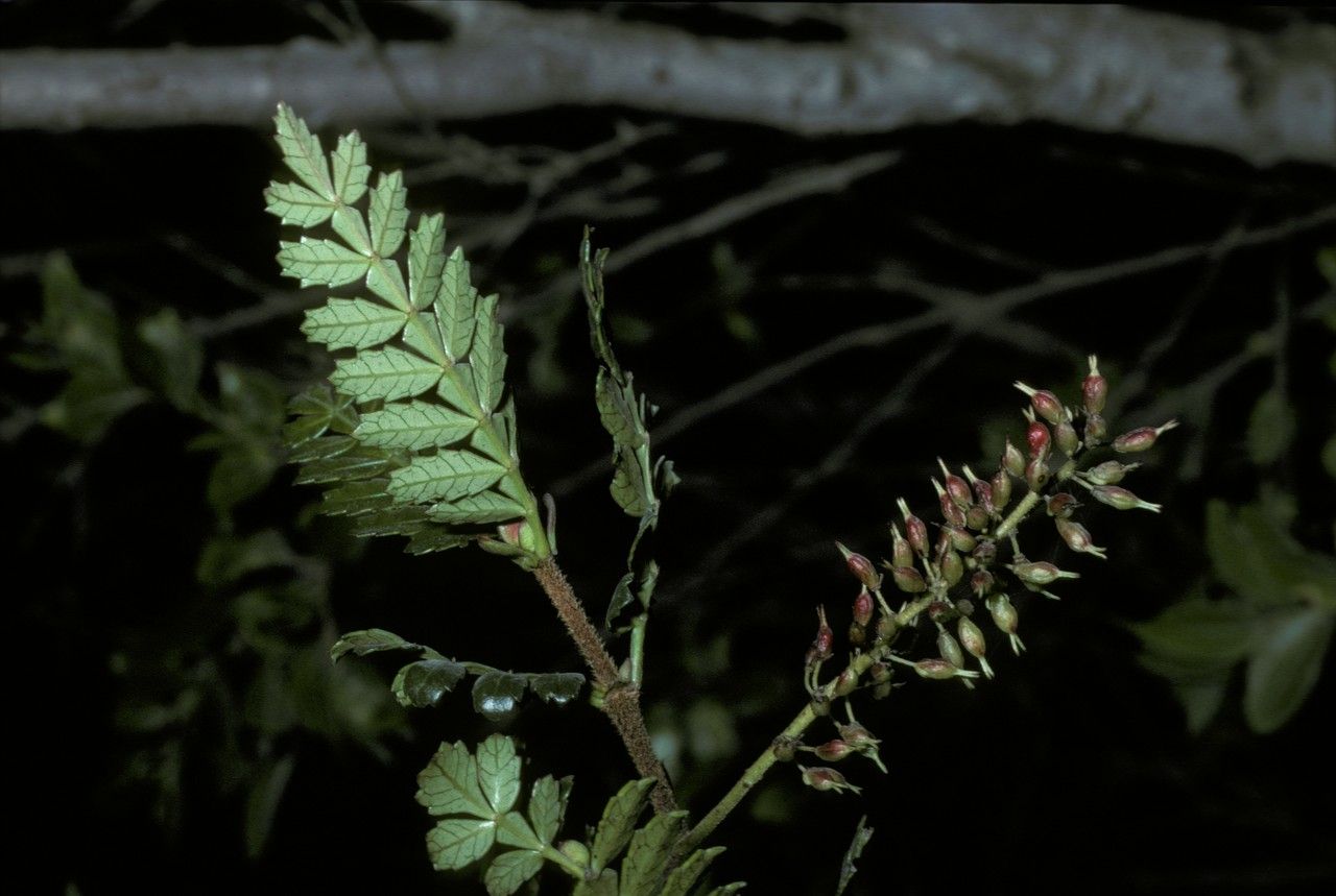 Weinmannia trichosperma fruit