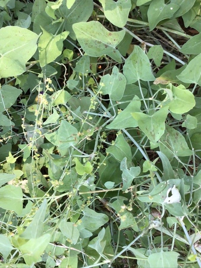 Rumex maderensis — houseplant care guide