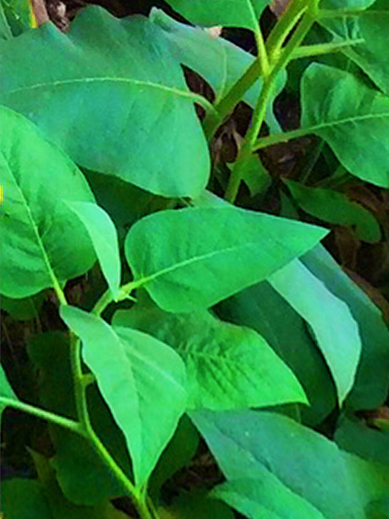 Agnorhiza elata — related species from the same genus