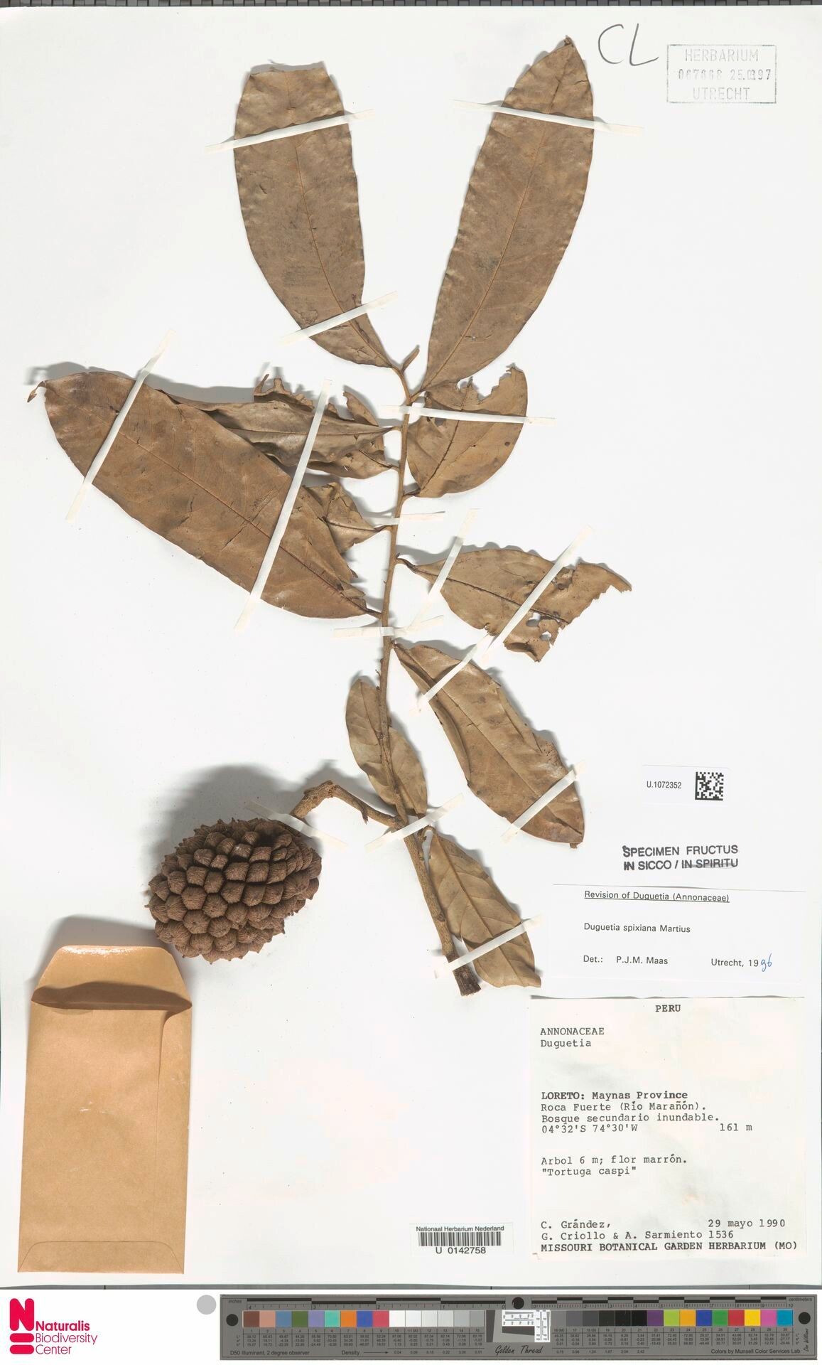 Duguetia spixiana fruit