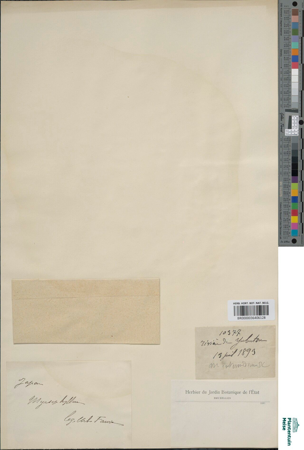 Myriophyllum axilliflorum