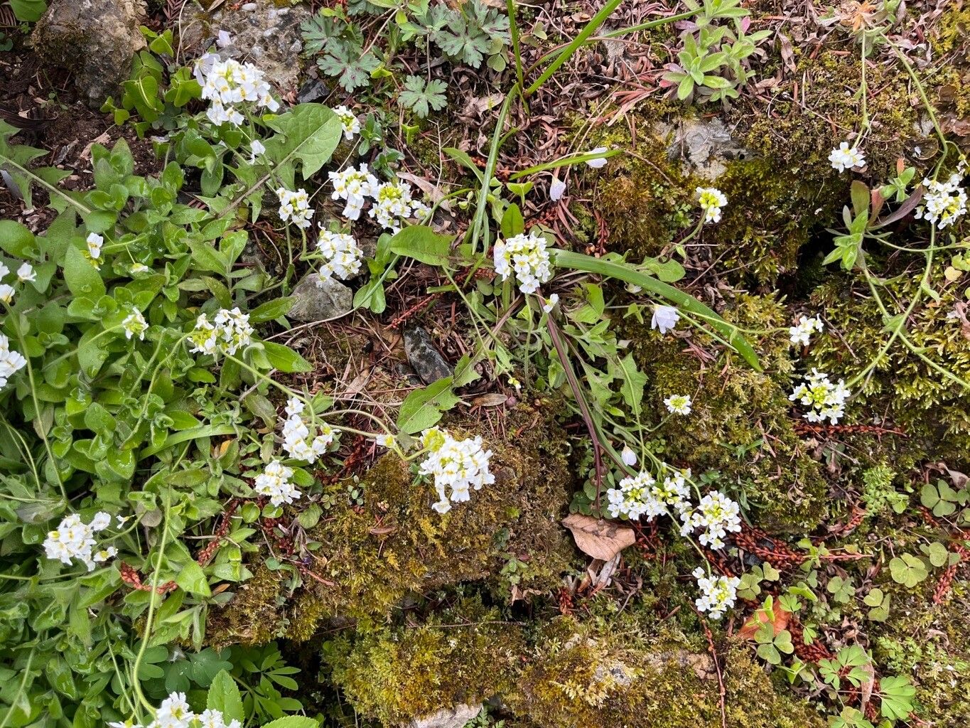 Draba sachalinensis habit
