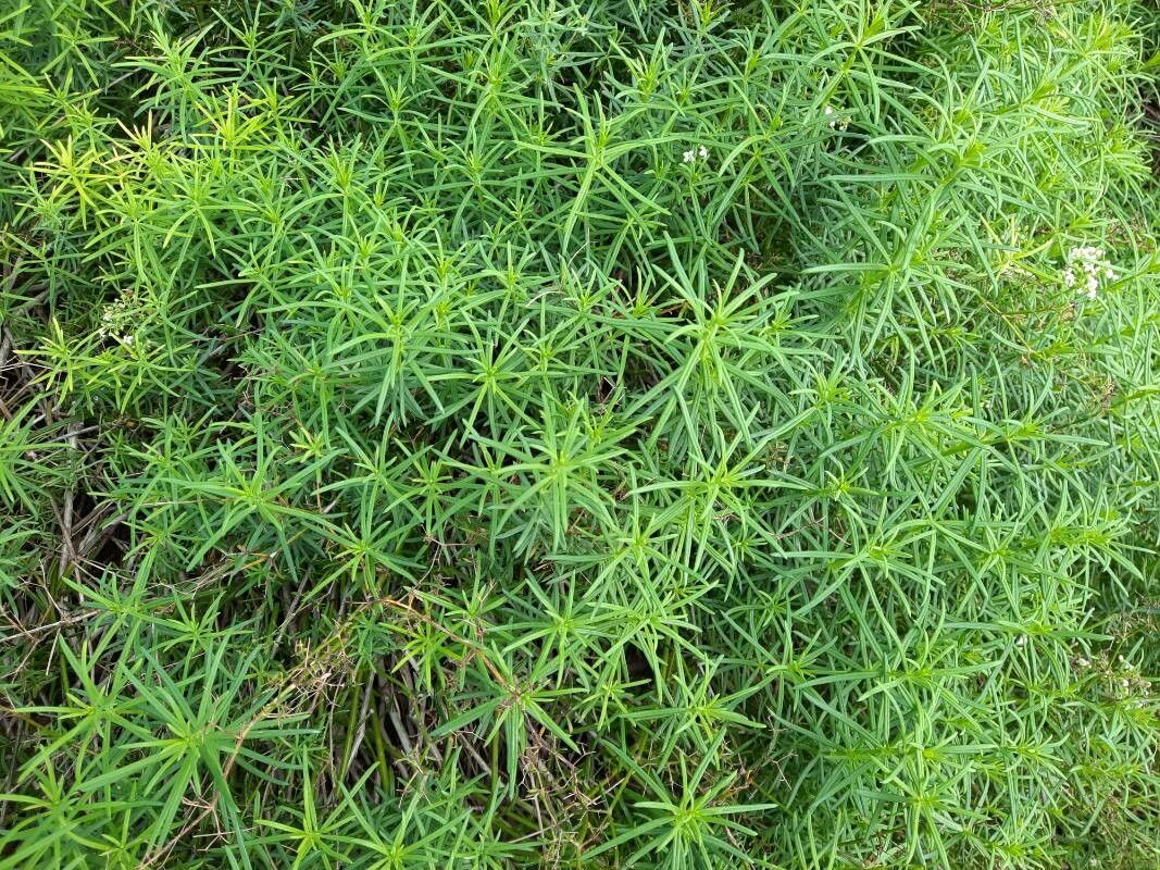 Galium friedrichii leaf