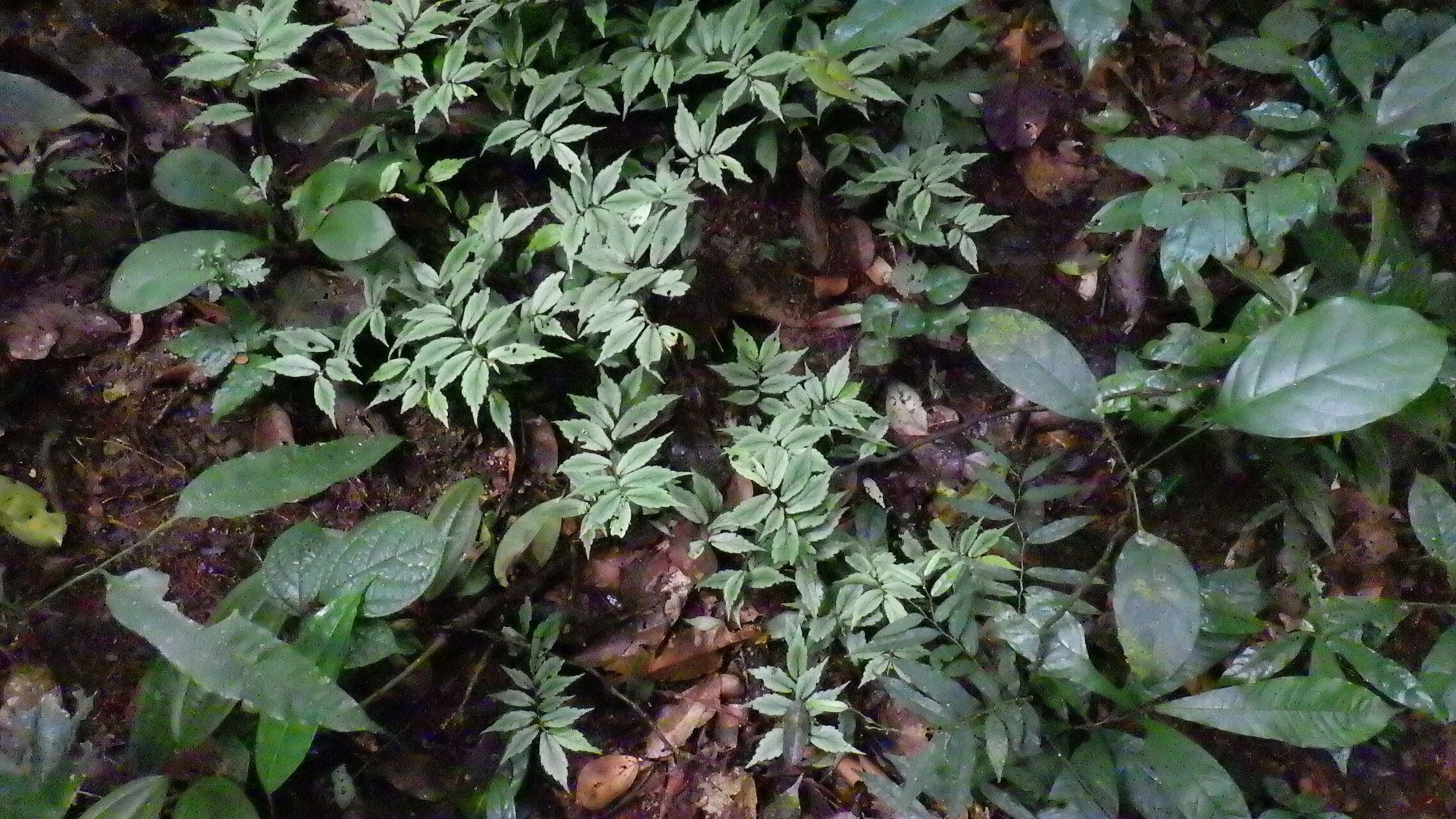Begonia gossweileri habit