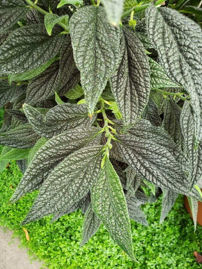 Piper hispidum — search result for 'Piper'