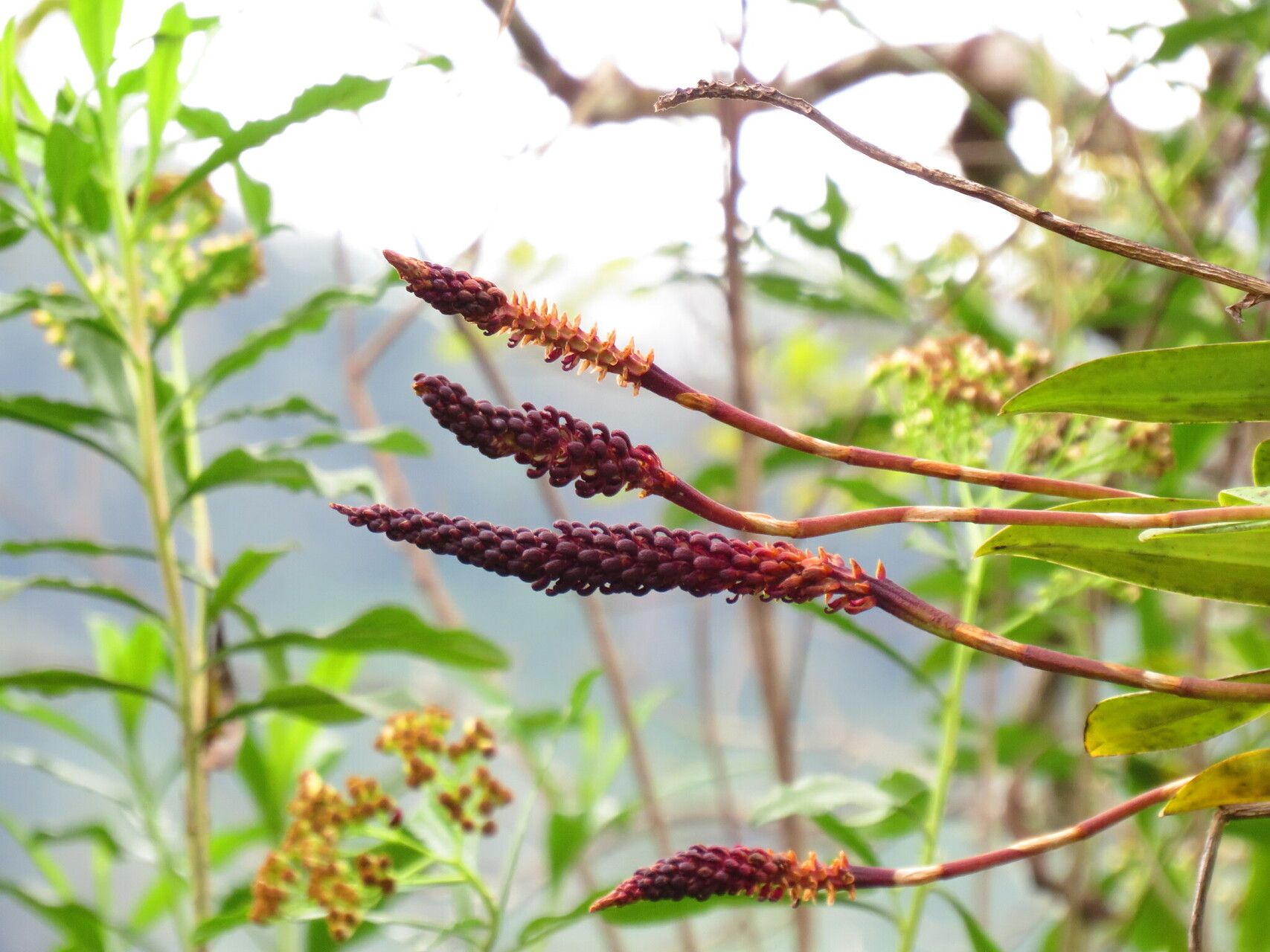 Bulbophyllum moramanganum — houseplant care guide