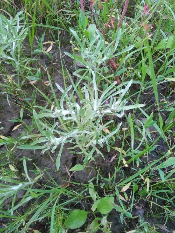 Gnaphalium uliginosum flower