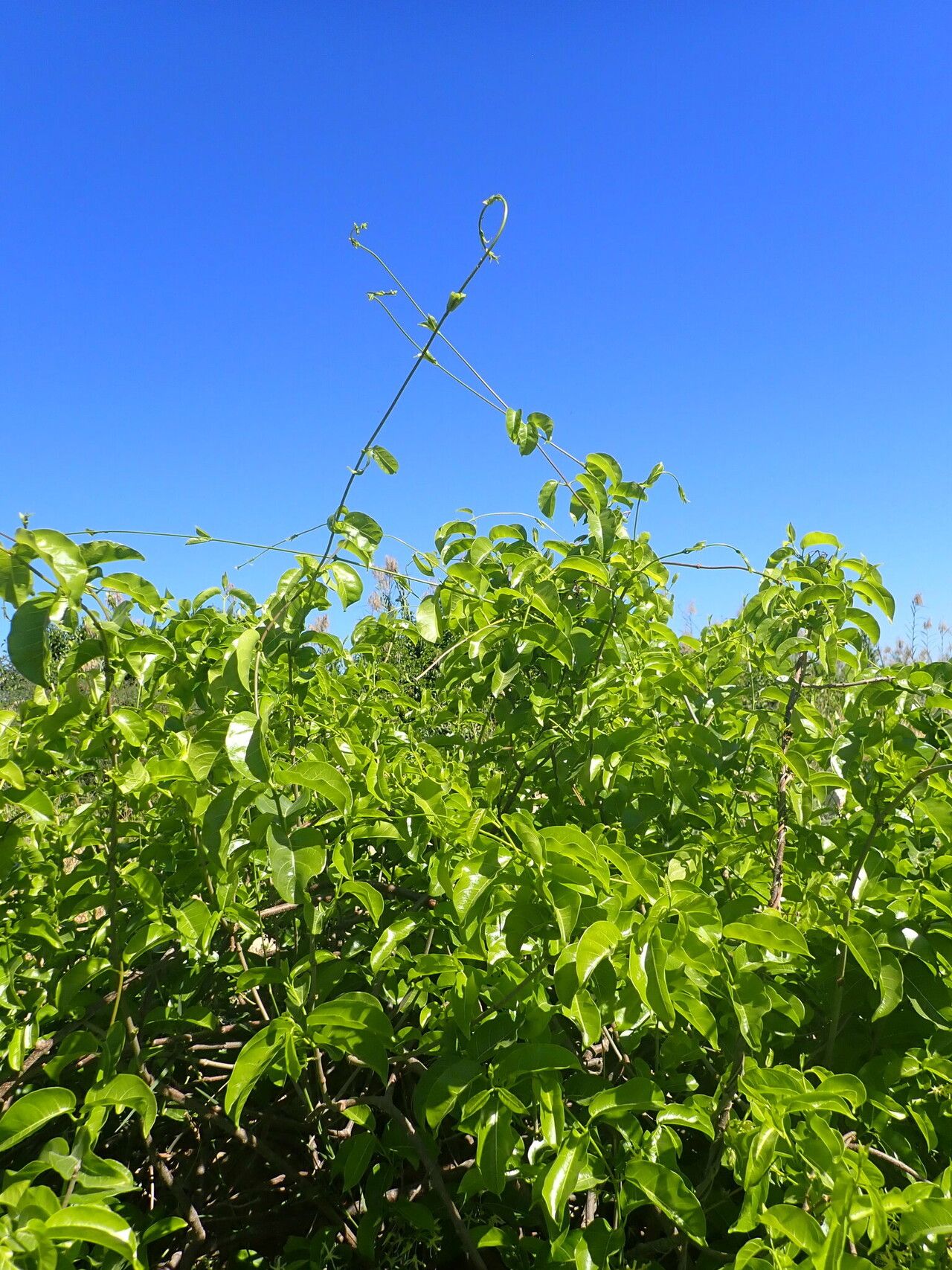 Pentopetia androsaemifolia habit