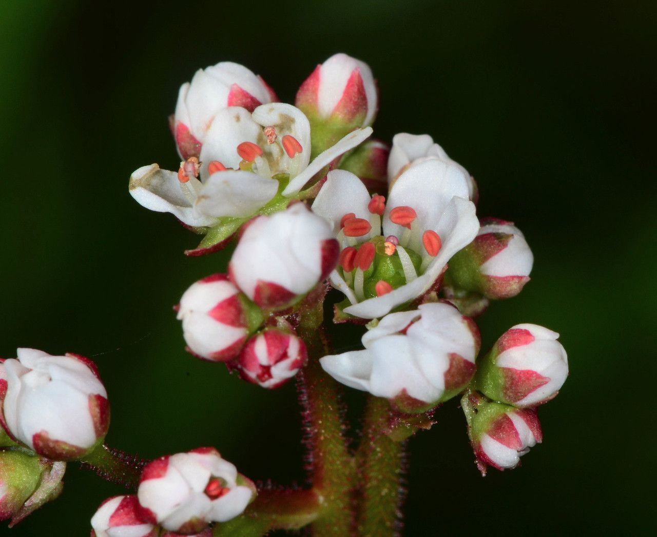 Micranthes californica flower