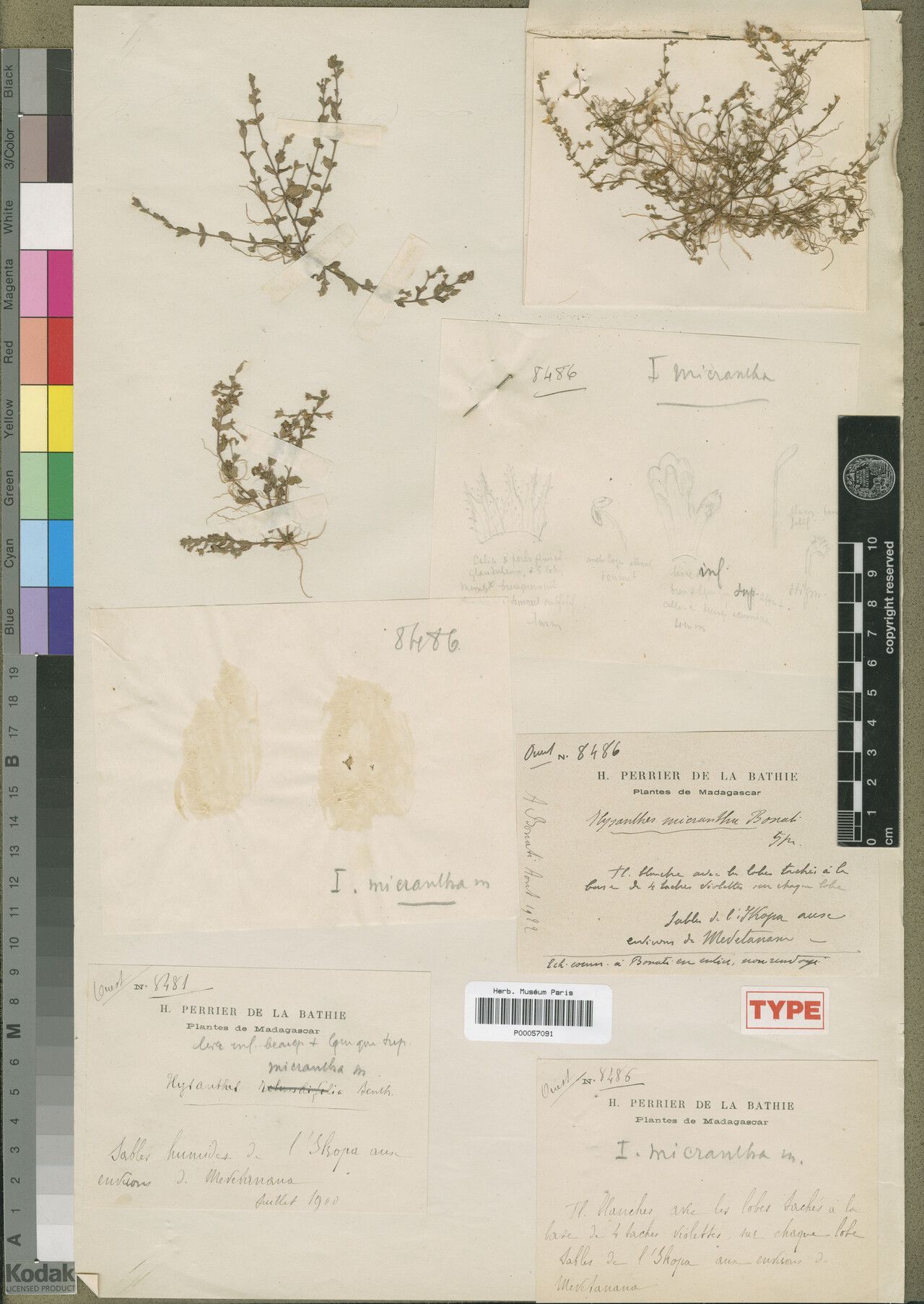 Lindernia lemuriana — houseplant care guide