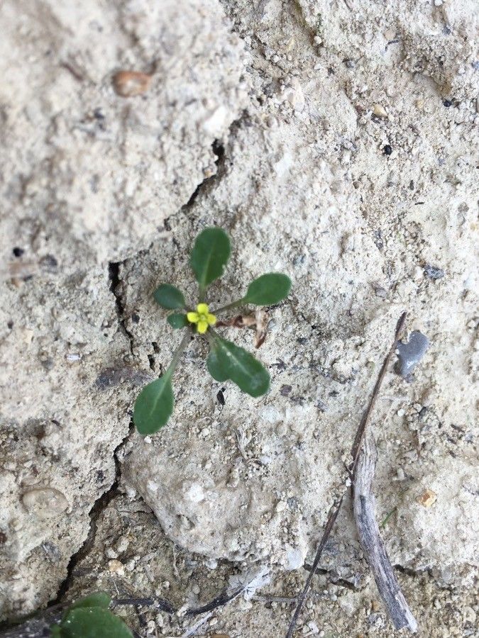 Diplotaxis viminea flower