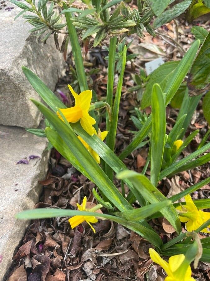 Narcissus assoanus leaf