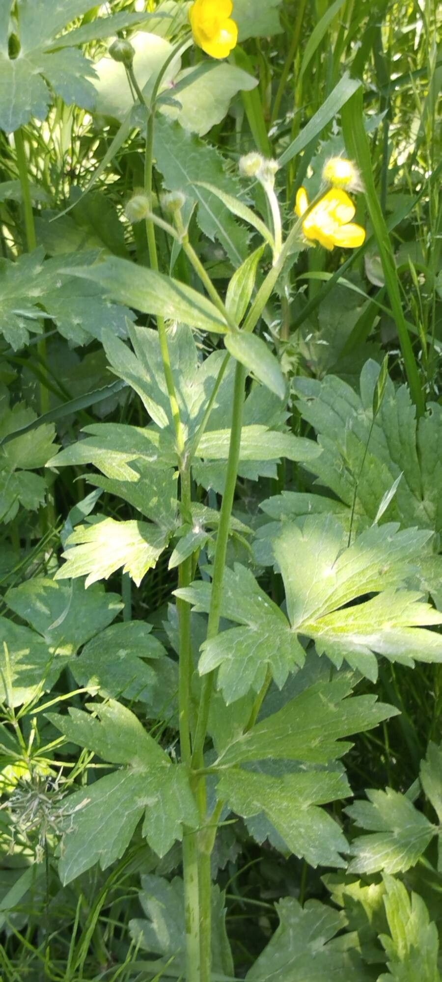Ranunculus distans — houseplant care guide
