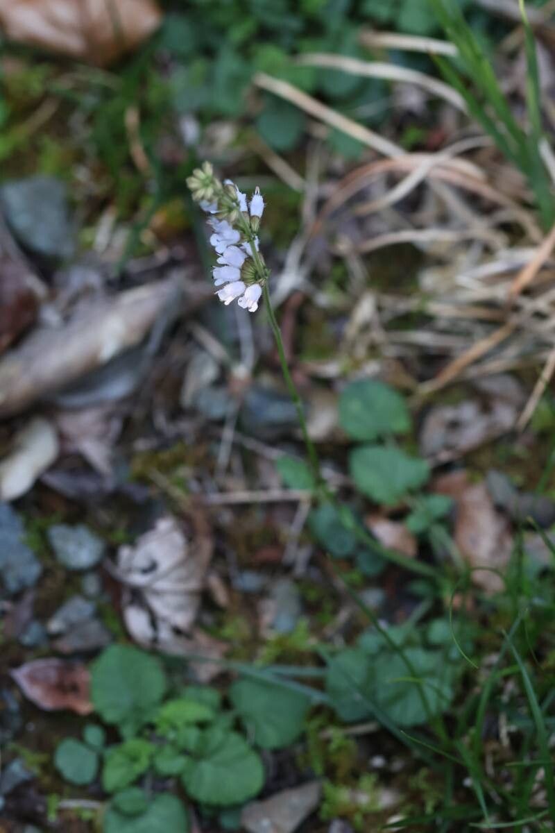 Salvia isensis flower