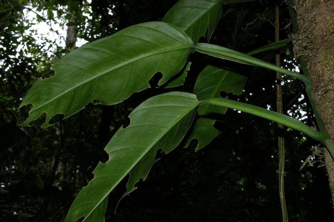 Philodendron sulcatum other