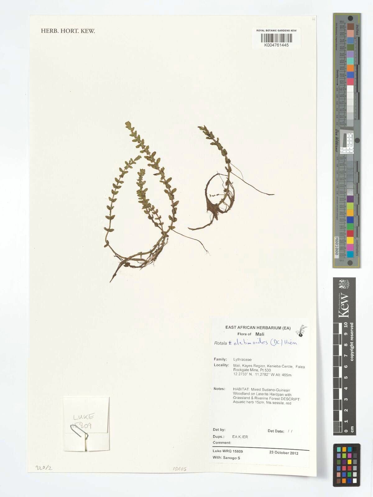 Rotala elatinoides — related species from the same genus