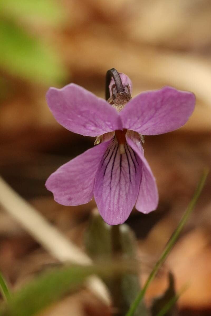 Viola rossii — houseplant care guide