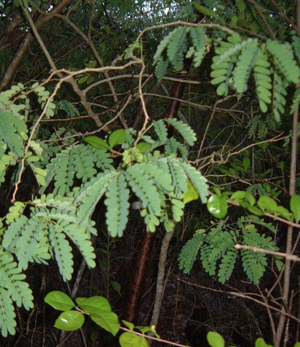 Zapoteca gracilis — related species from the same genus