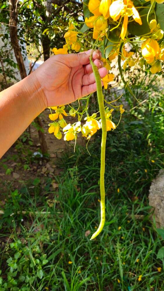 Senna georgica fruit
