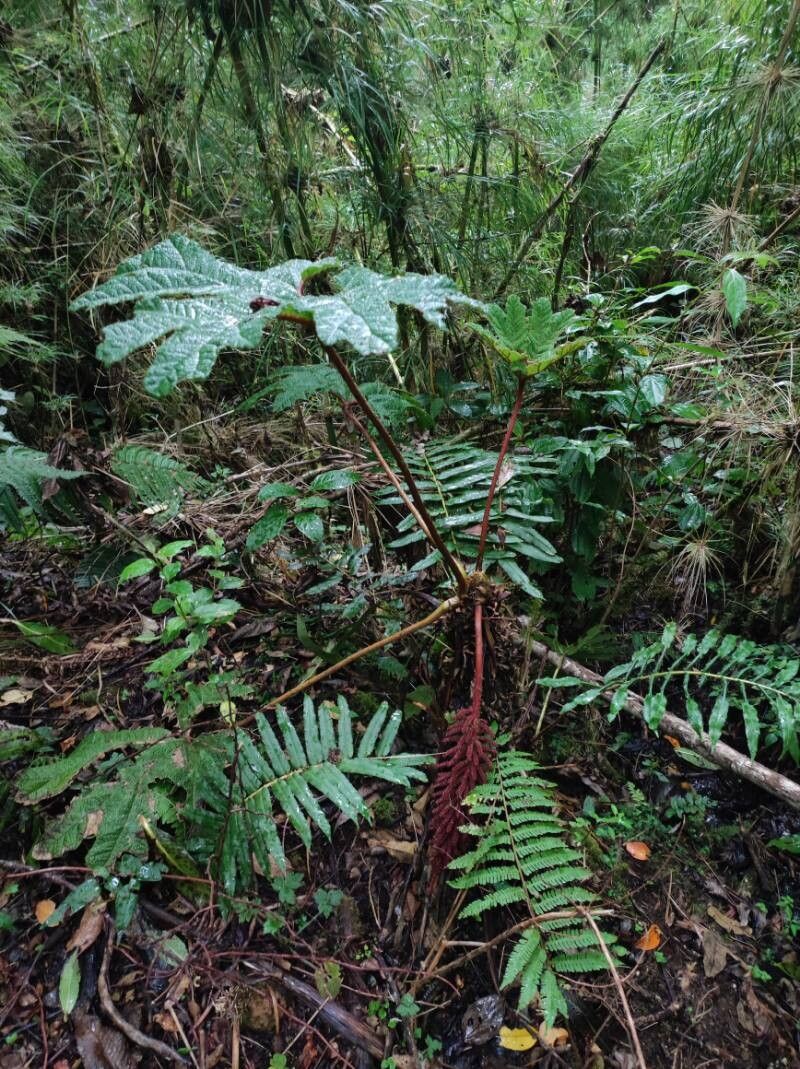 Gunnera talamancana — houseplant care guide