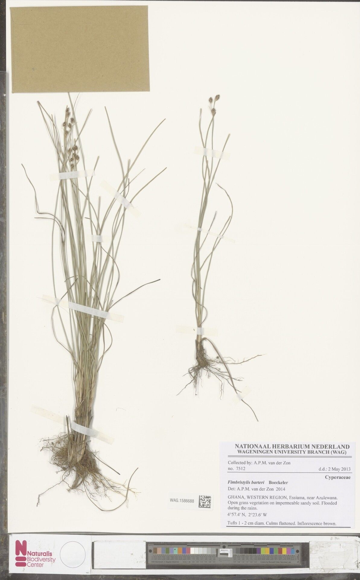 Fimbristylis barteri — houseplant care guide