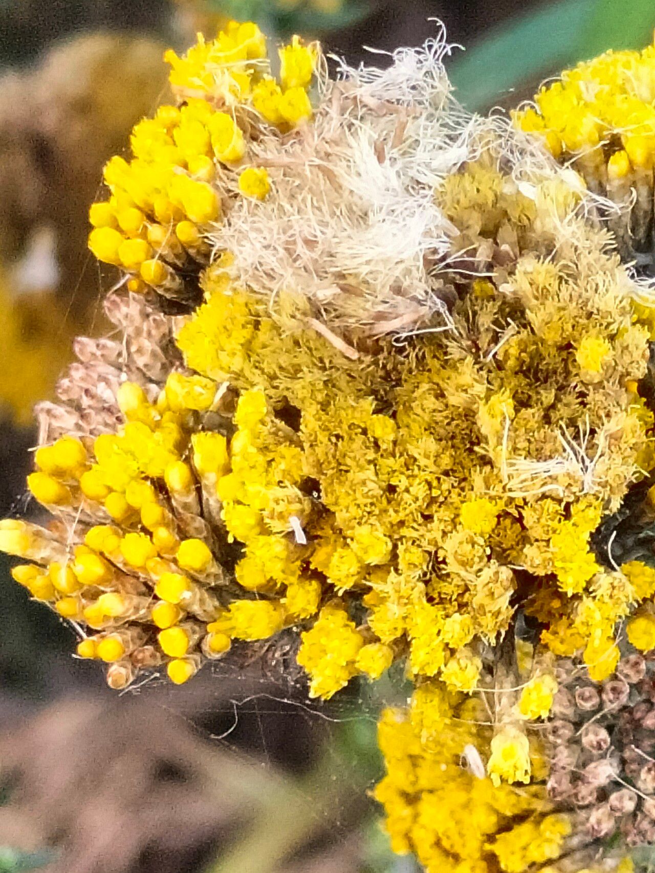 Metalasia aurea flower