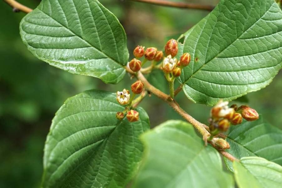 Frangula rupestris flower