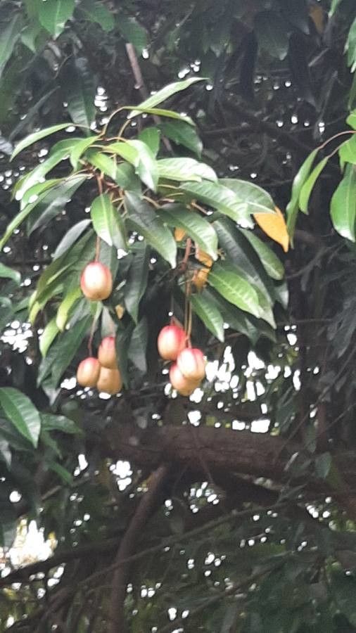 Elateriospermum tapos fruit