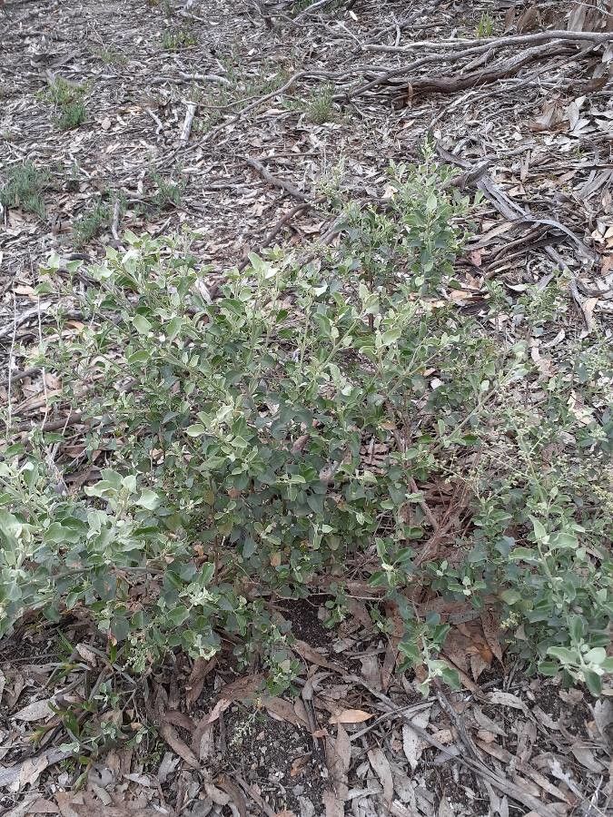 Rhagodia parabolica — search result for 'Chenopodium'