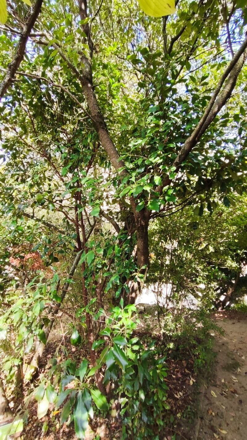 Pittosporum brevicalyx habit