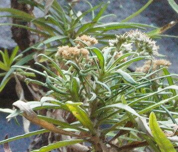 Monarrhenus salicifolius flower
