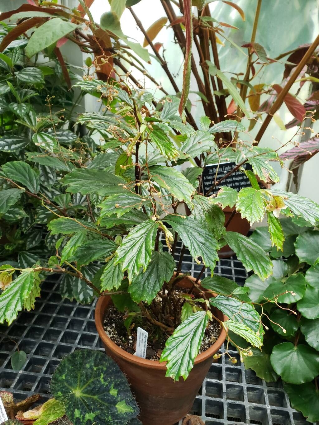 Begonia mabberleyana habit