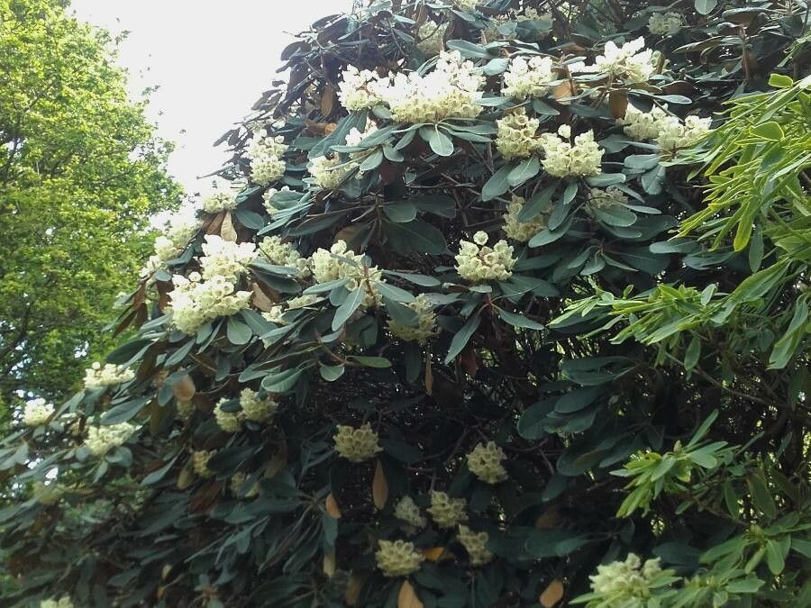 Rhododendron falconeri — houseplant care guide