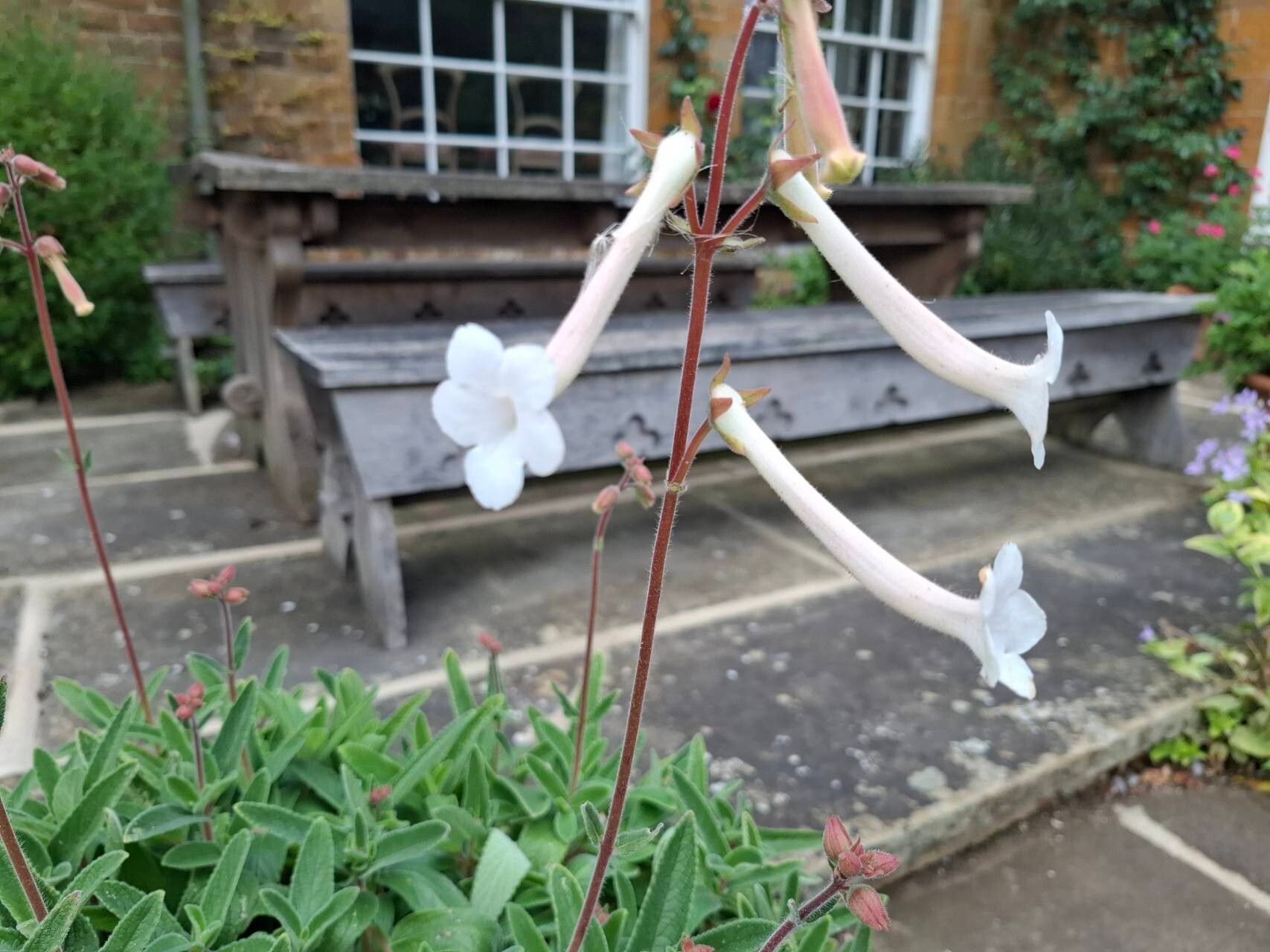 Sinningia tubiflora flower