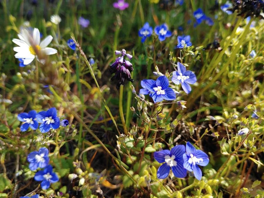 Veronica glauca flower