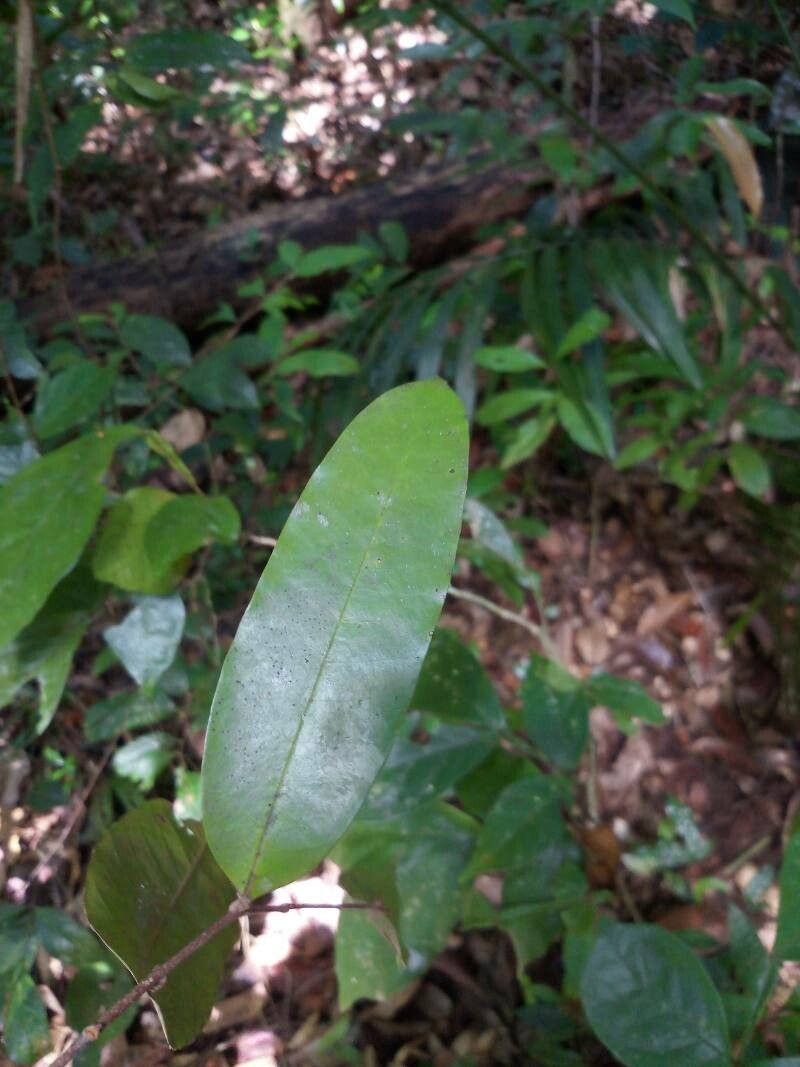 Caraipa densifolia — houseplant care guide