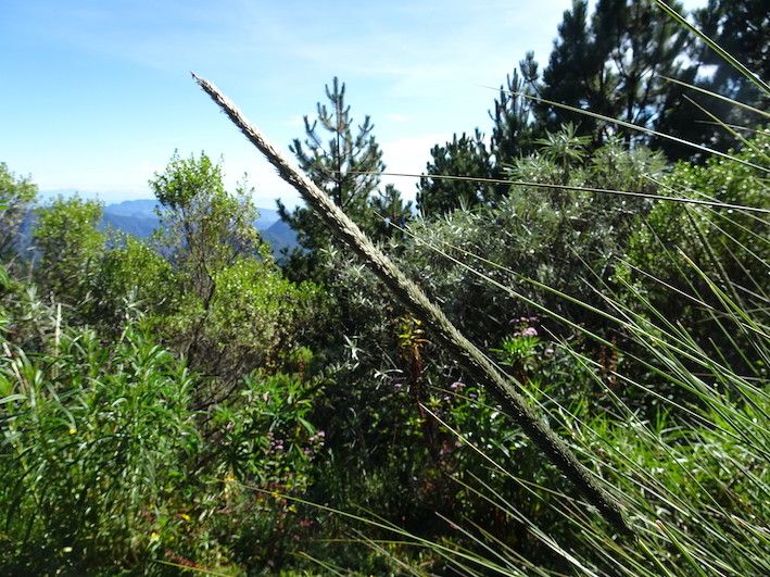 Muhlenbergia macroura flower