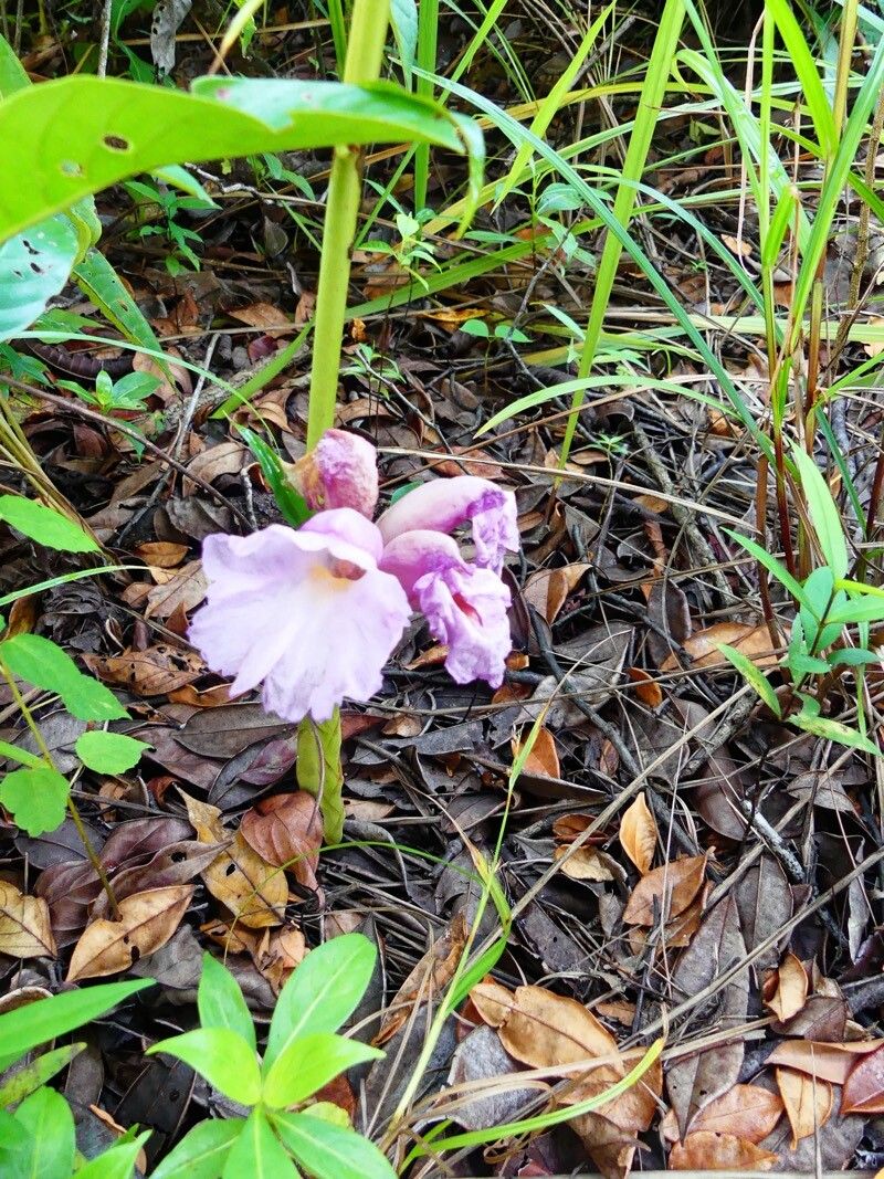 Aframomum cereum flower
