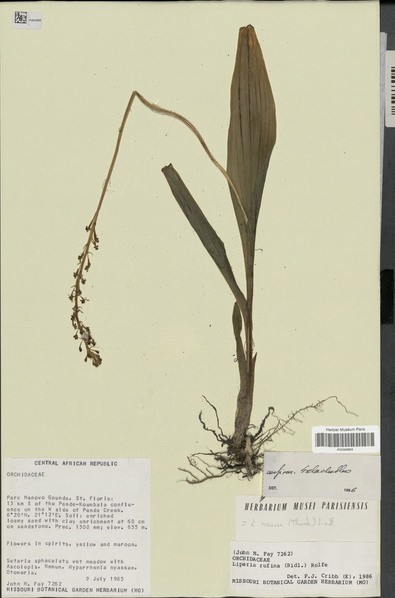 Liparis rufina — houseplant care guide