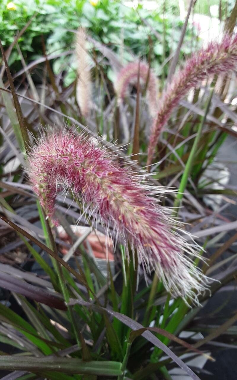 Cenchrus × cupreus flower