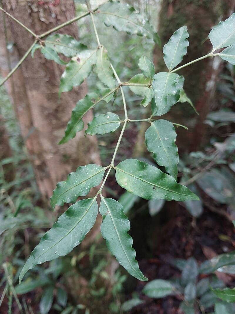 Psychotria andevorantensis — houseplant care guide