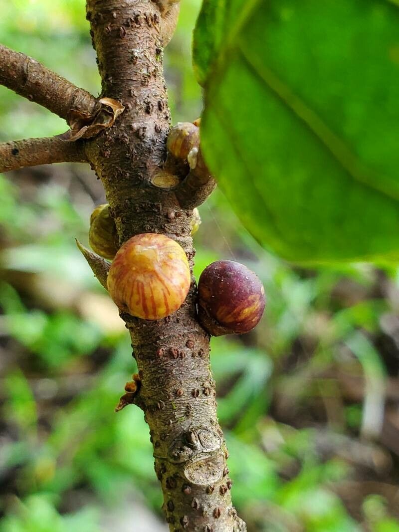 Ficus hartwegii fruit