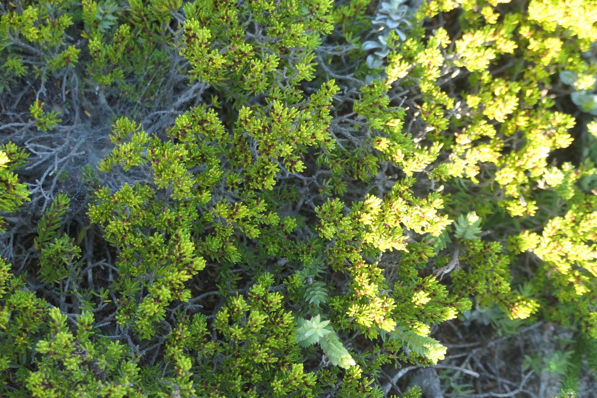 Erica coarctata habit