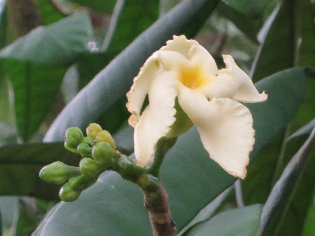 Tabernaemontana pachysiphon flower