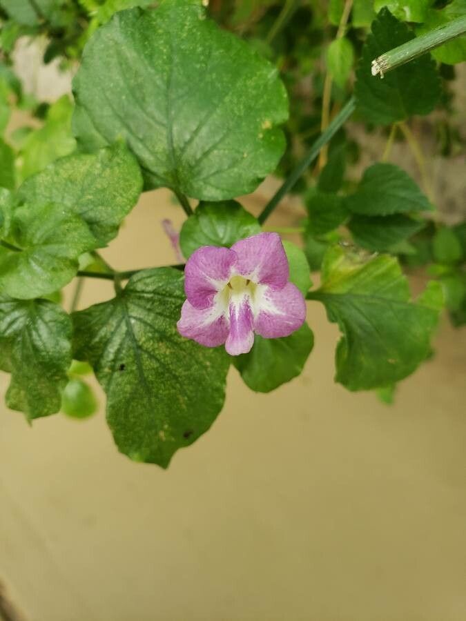 Asystasia gangetica flower